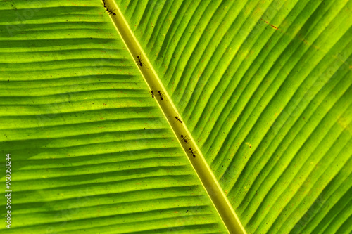 Obraz na płótnie ants on a backlit banana leaf in the mekong delta w salonie