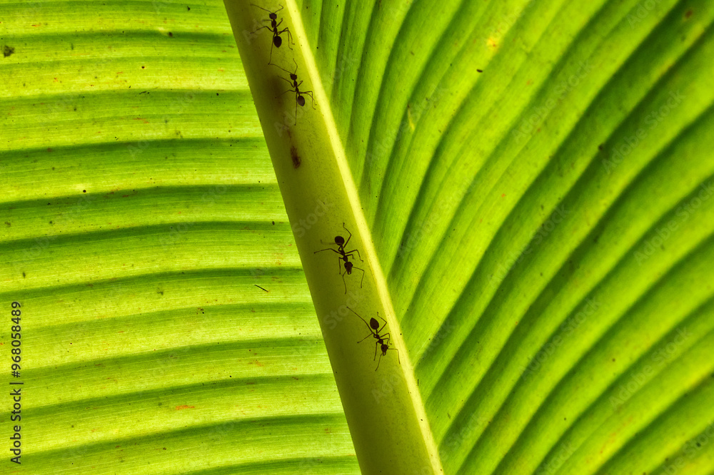 ants on a backlit banana leaf in the mekong delta