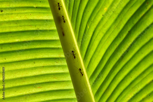 Obraz na płótnie ants on a backlit banana leaf in the mekong delta w salonie