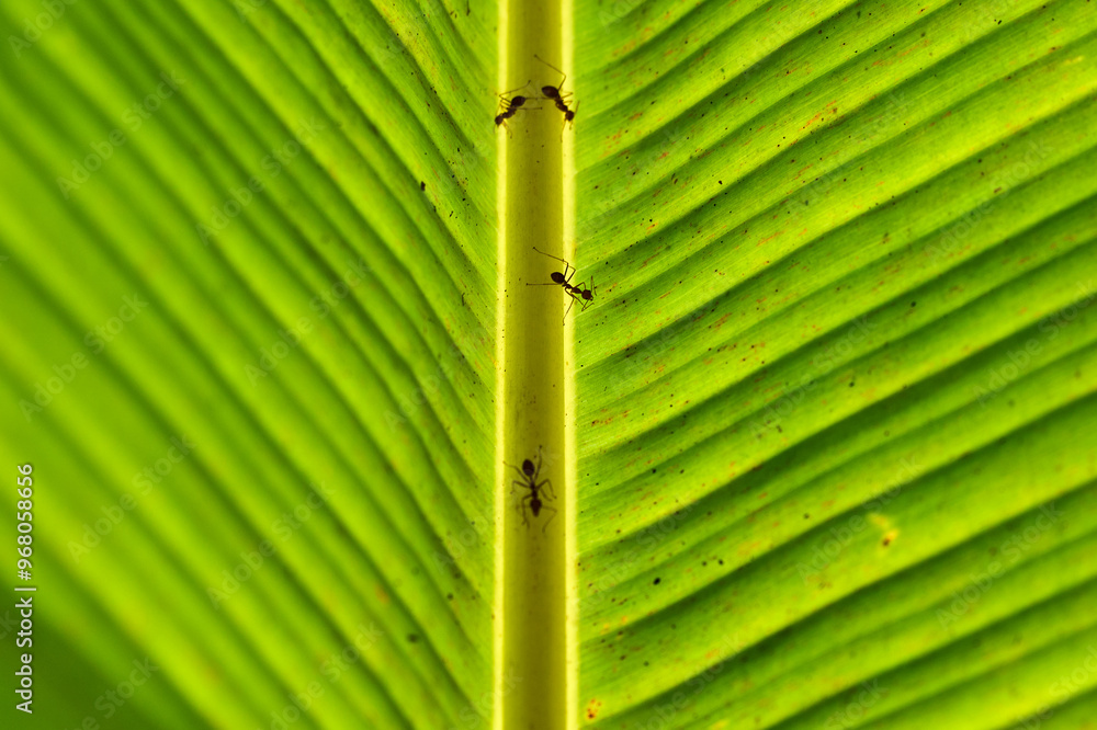 ants on a backlit banana leaf in the mekong delta