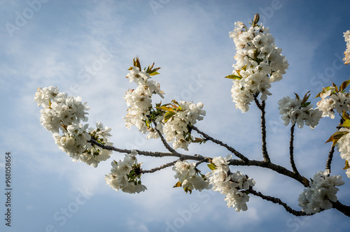 branche de cerisier en fleur