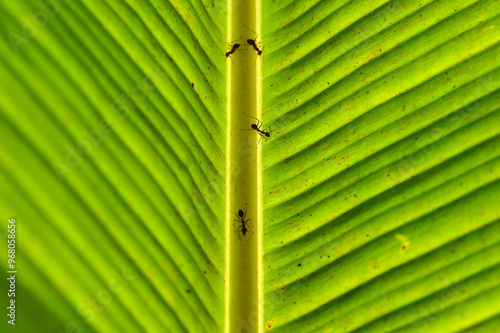 Obraz na płótnie ants on a backlit banana leaf in the mekong delta w salonie