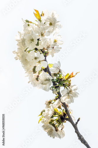 fleurs de cerisier