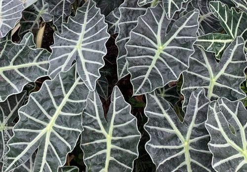 leaves of a plant