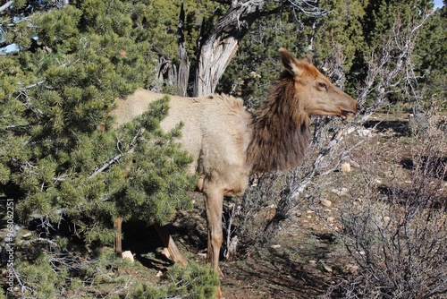 Elk in the forest