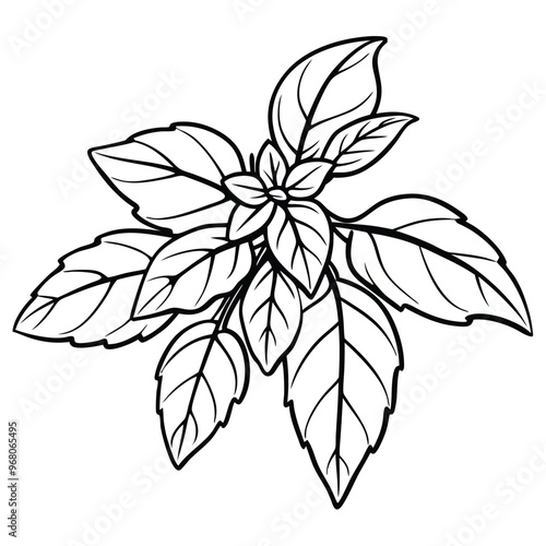 Basil botanical set of ink sketch style vector illustrations isolated on white.