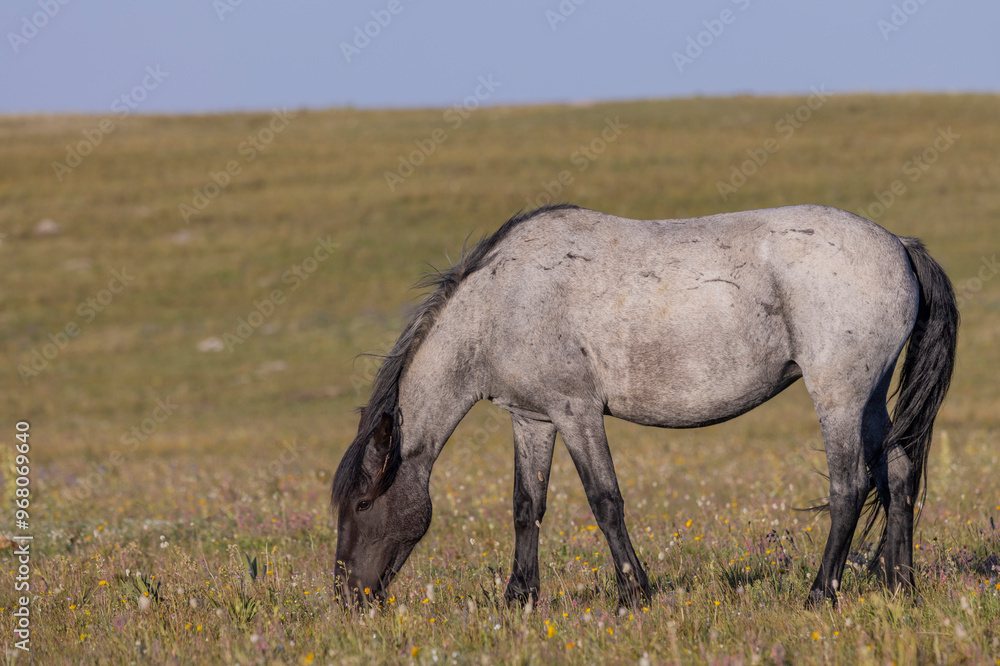 Beautiful Wild Horse in the Pryor Mountains Montana in Summer Beautiful Wild Horse in the Pryor Mountains Montana in Summer