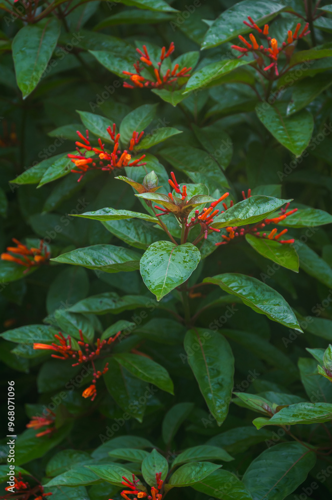 Fototapeta premium Photo of Hamelia patens is a large evergreen perennial shrub or small tree in the family Rubiaceae