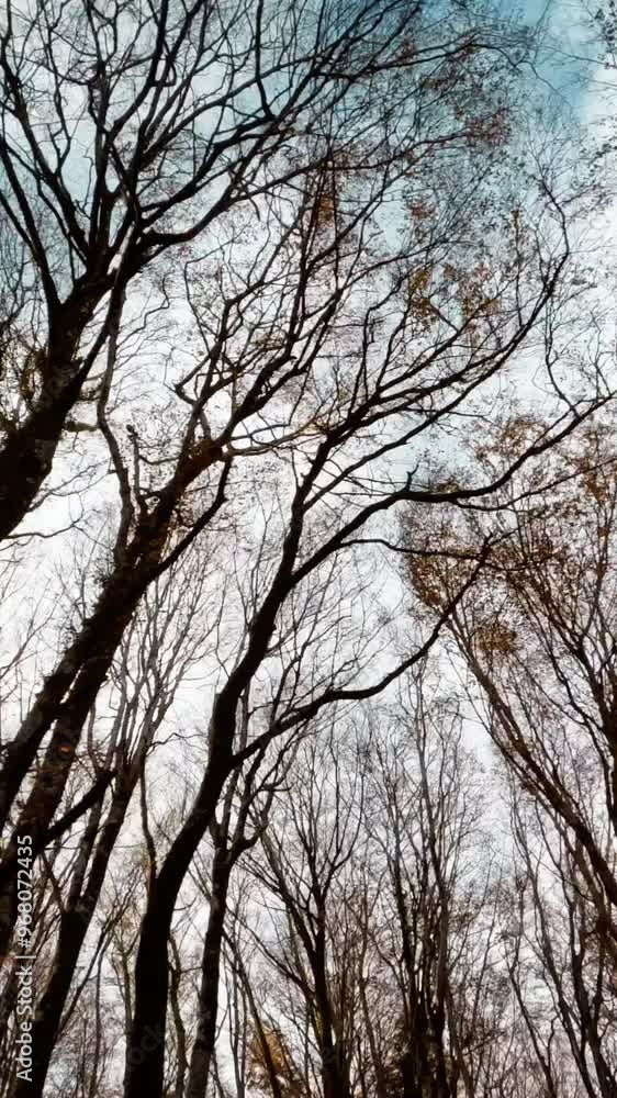 Leafless Forest Stands Silent and Still Leafless Forest Stands Silent and Still