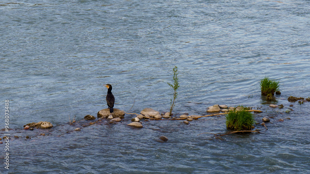 Fototapeta premium A cormorant resting by the river