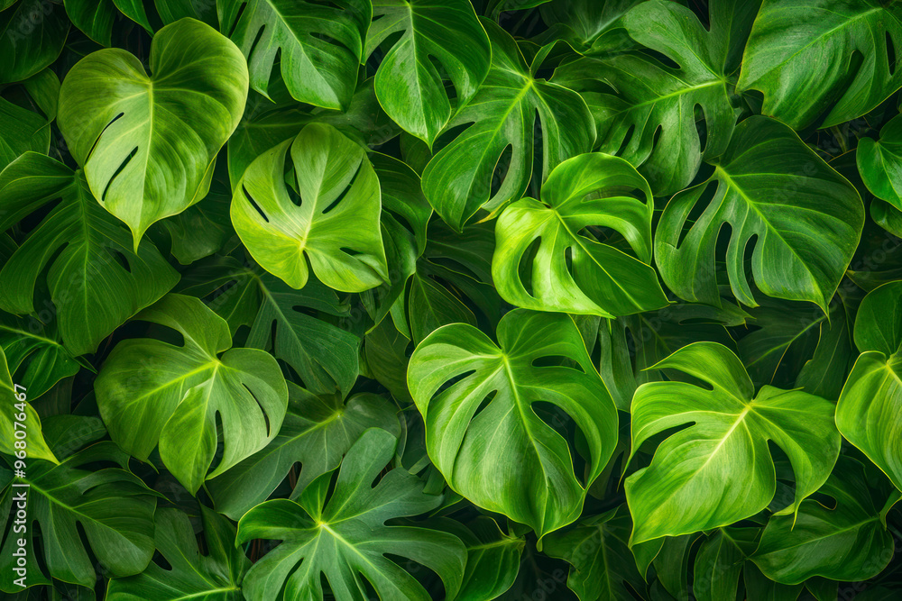 Green pattern leaves of a philodendron plant. Nature leaves, green tropical forest, backgound concept. Green pattern leaves of a philodendron plant. Nature leaves, green tropical forest, backgound concept.