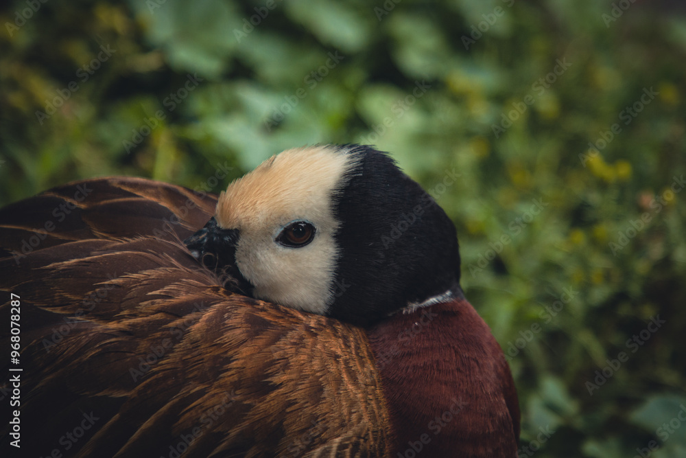 Fototapeta premium California Safari