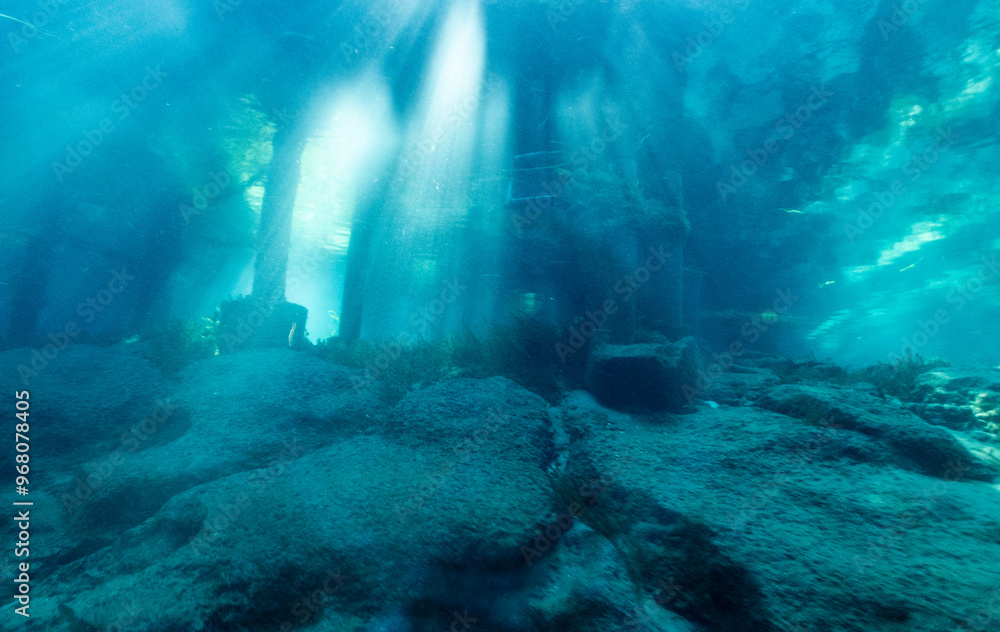 Obraz premium underwater scene