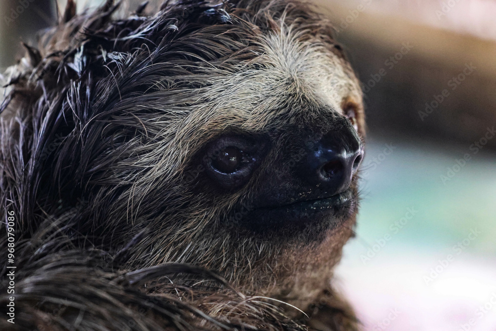 Sloth head Sloth head