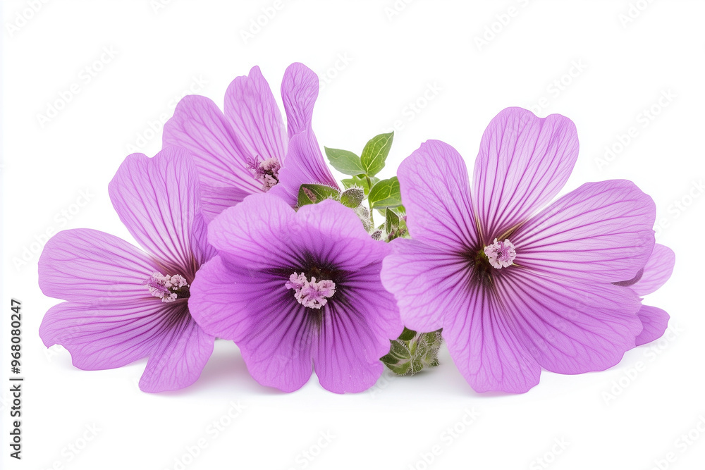 pink flower isolated on white pink flower isolated on white