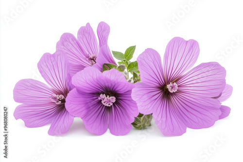 pink flower isolated on white
