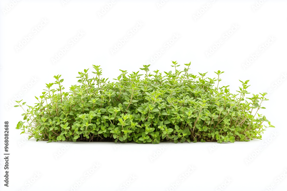 green grass green grass
