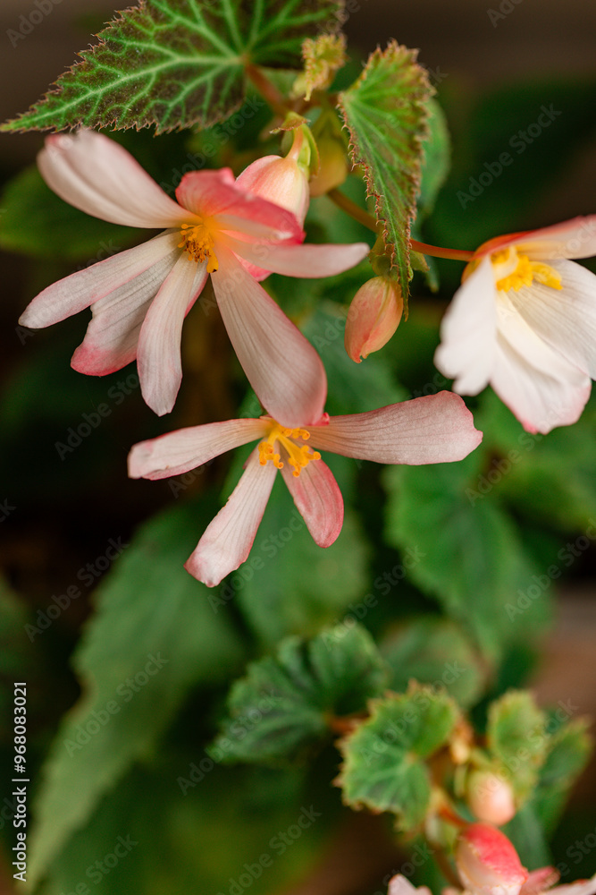 Fototapeta premium Soft pink and white flowers with yellow centers in a lush garden setting 