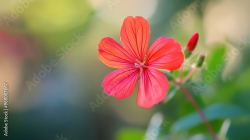 Single Red Flower in the Garden