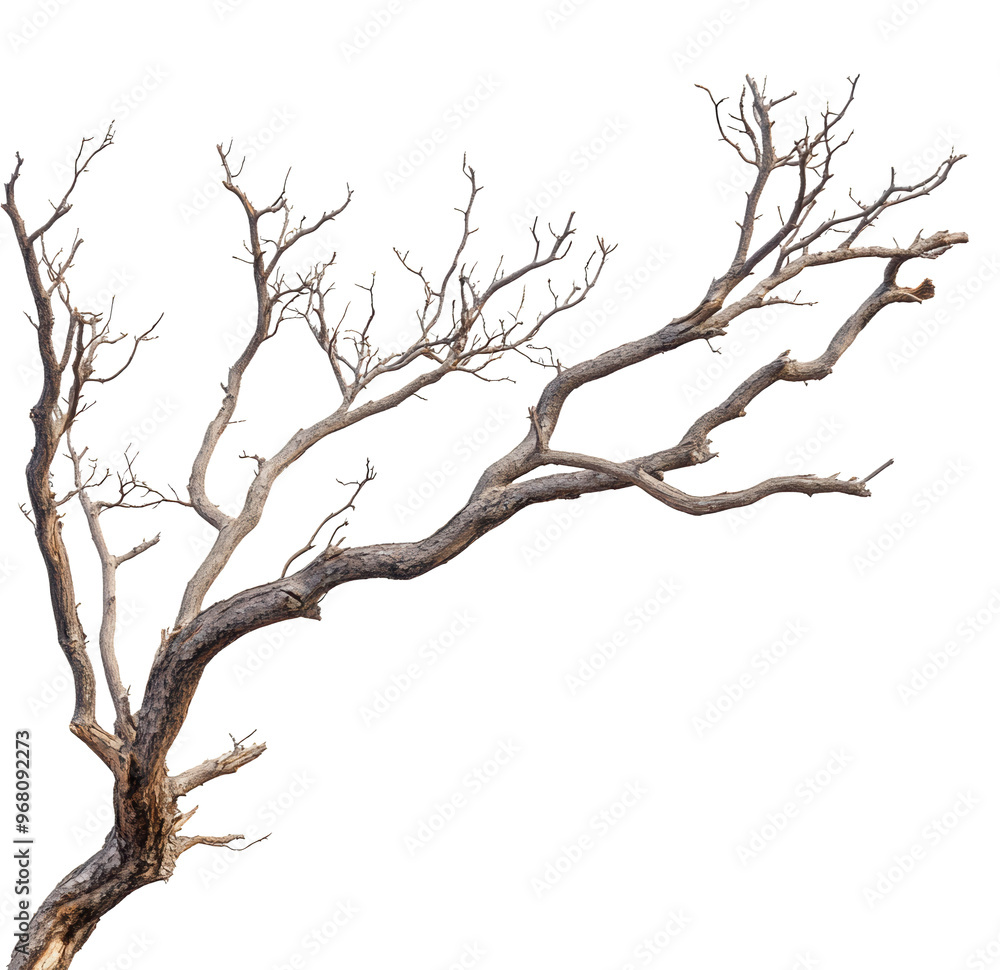 Fototapeta premium Dry tree branches isolated on white background 