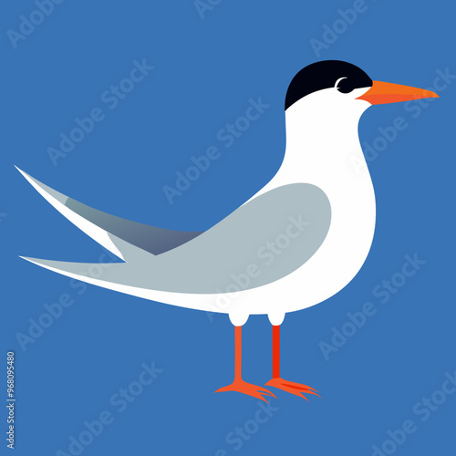 shorebirds tern vector illustration