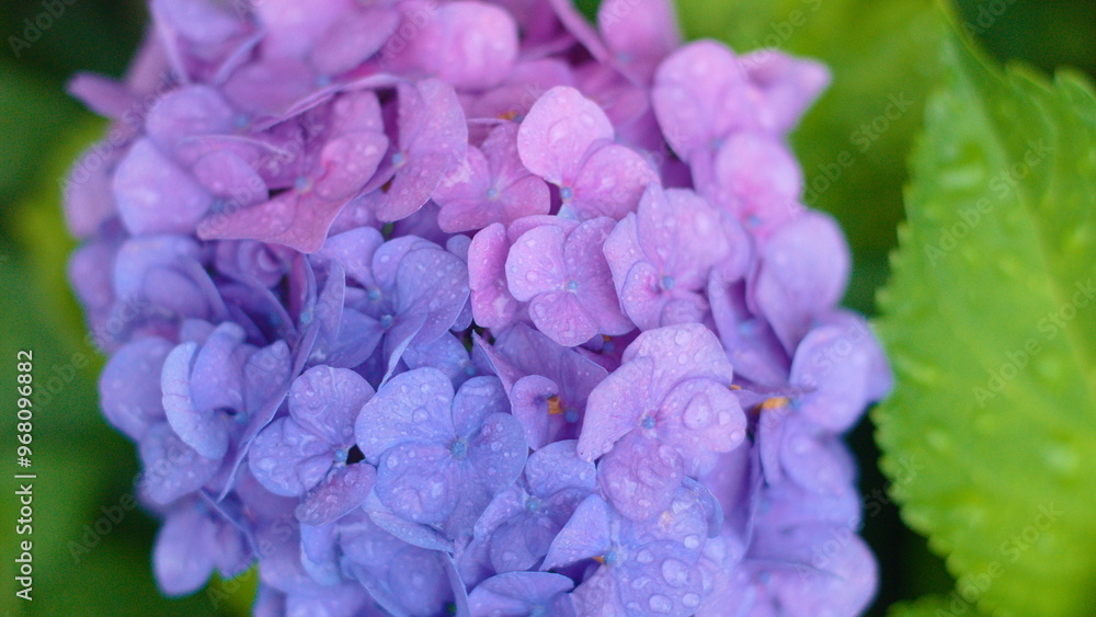 Fototapeta premium Hydrangea flowers background