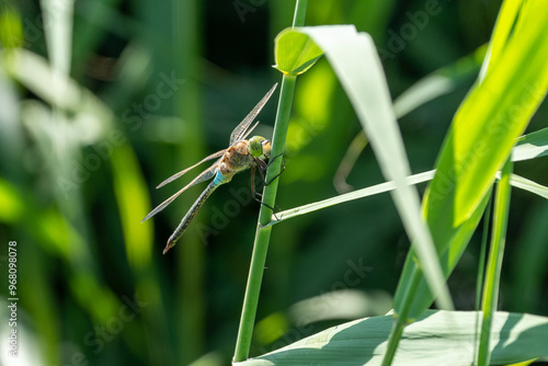 dragonfly on a green leaf