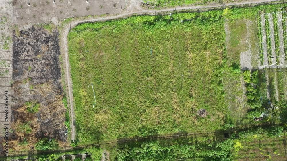 Aerial view of agricultural fields with papaya trees and patterns, Thoddoo, Maldives. Aerial view of agricultural fields with papaya trees and patterns, Thoddoo, Maldives.