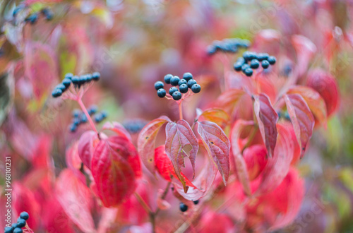 Black berries on branches with red leaves. Soft blurred background.