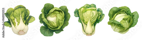 Fresh green bok choy and cabbage varieties isolated on transparent background. Realistic illustration. Healthy eating and organic produce concept. Clipart for cookbook, menu, and grocery store adverti photo