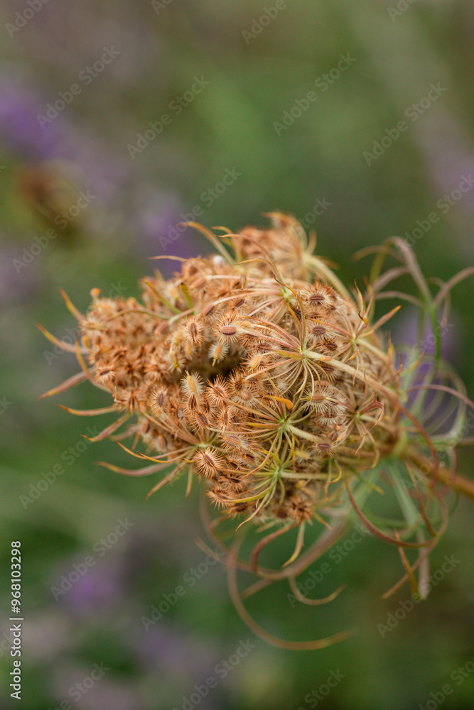 Close-up of dried queen annes lace seed head in autumn Close-up of dried queen annes lace seed head in autumn