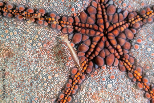 Commensal shrimps, Periclimenes soror, on a puffer starfish, Raja Ampat Indonesia. photo