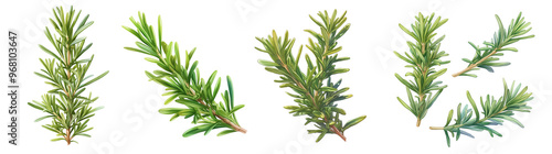Fresh rosemary sprigs isolated on transparent background. Realistic illustration. Healthy eating and organic produce concept. Clipart for cookbook, menu, and grocery store advertising. 