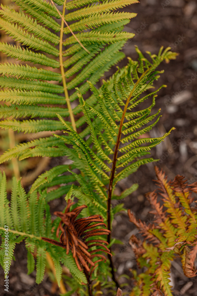 Fern leaf in autumn with soft background focus. Fern leaf in autumn with soft background focus.