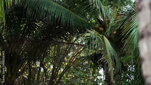 palm tree branches