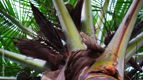 coconut palm tree