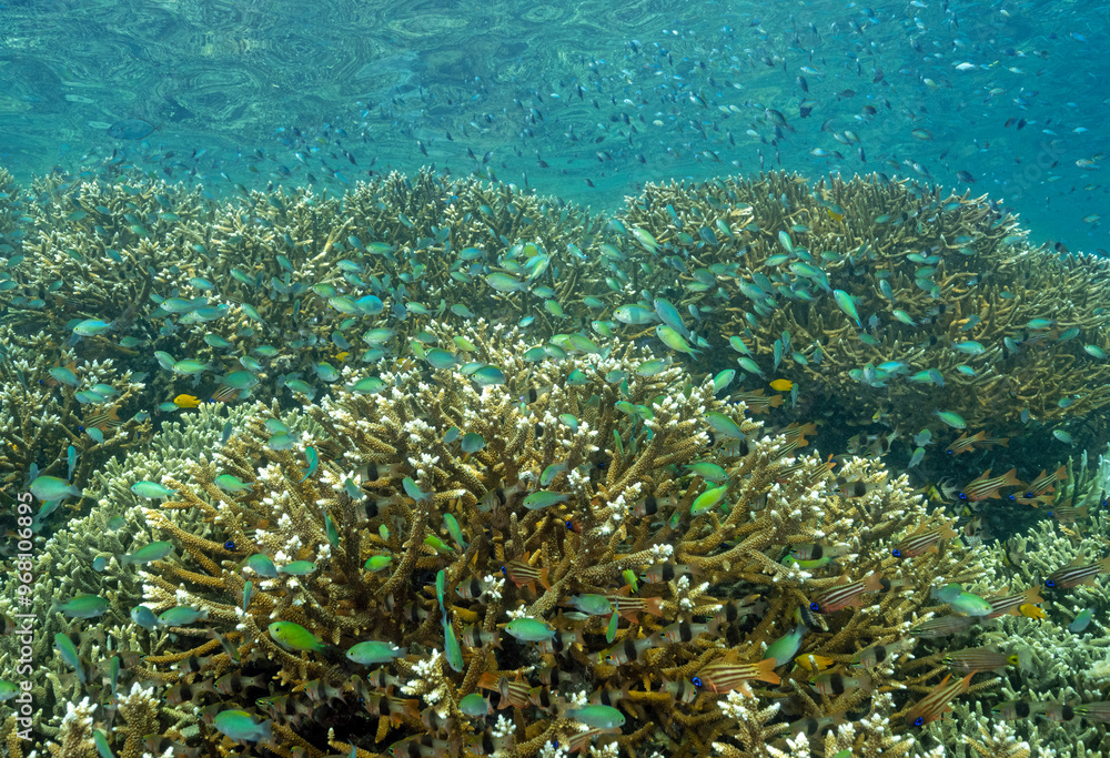 Pristine reef scenic with Acropora stony corals and blue damsels, Chromis viridis, Raja Ampat Indonesia. Pristine reef scenic with Acropora stony corals and blue damsels, Chromis viridis, Raja Ampat Indonesia.