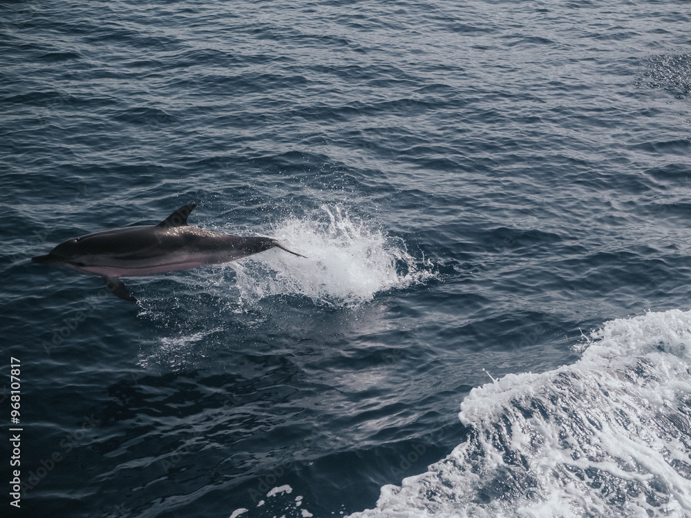 Naklejka premium Dolphin in Sicily