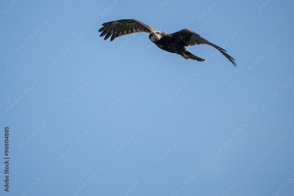 brown mash harrier in the sky brown mash harrier in the sky