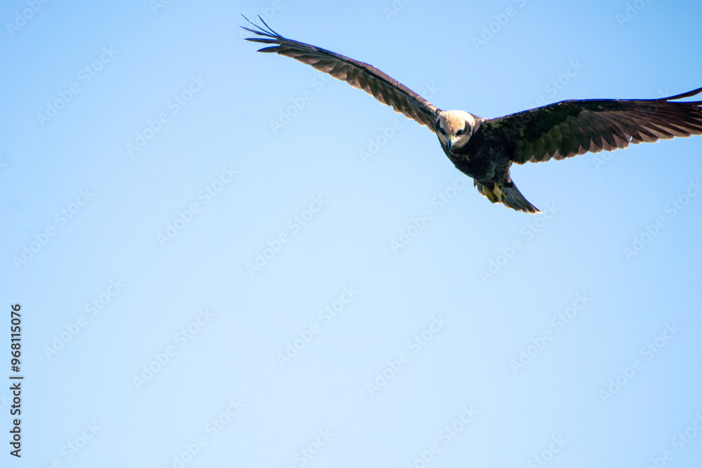 Obraz premium brown mash harrier in the sky