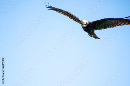brown mash harrier in the sky