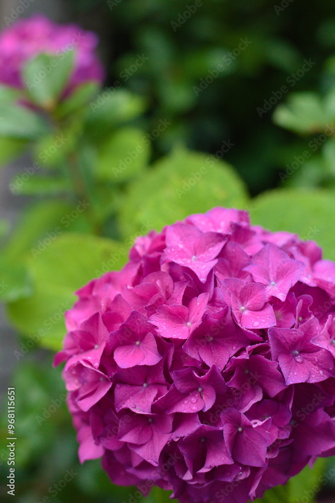 Obraz premium Hydrangea flowers background