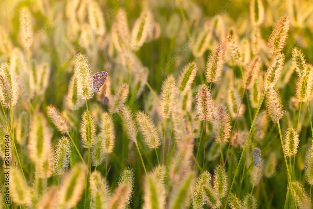 Photo of a cute butterfly in a wonderful habitat. Colorful nature background. Photo of a cute butterfly in a wonderful habitat. Colorful nature background.