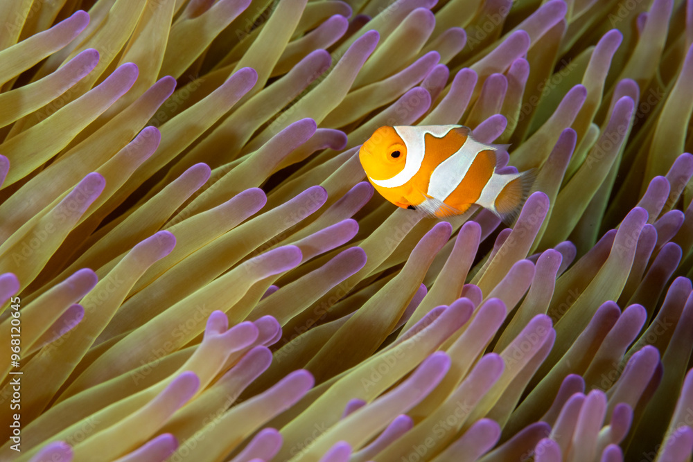False clown anemonefish, Amphiprion ocellaris, Raja Ampat Indonesia False clown anemonefish, Amphiprion ocellaris, Raja Ampat Indonesia