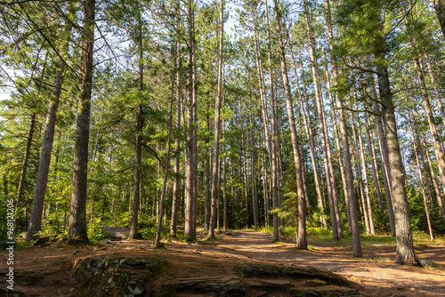 Hiking Trails through the pine trees in Amnicon Falls State Park.  South Range  Wisconsin  USA.