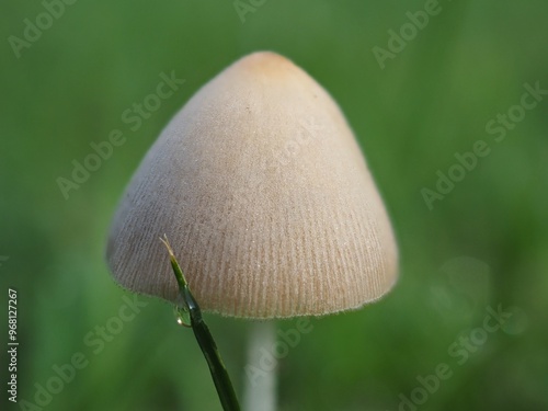 Pilz Milchweiße Samthäubchen (Conocybe albipes) mit unscharfem Hintergrund photo