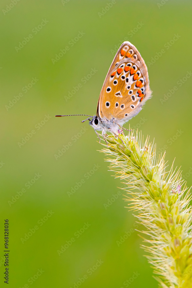 Obraz premium Photo of a cute butterfly in a wonderful habitat. Colorful nature background.