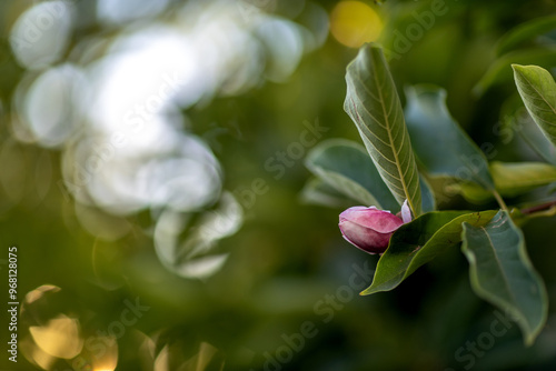 Autumn magnolia blooms #968128075