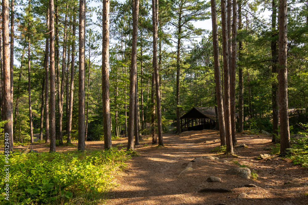 Hiking Trails through the pine trees in Amnicon Falls State Park. South Range, Wisconsin, USA. Hiking Trails through the pine trees in Amnicon Falls State Park. South Range, Wisconsin, USA.