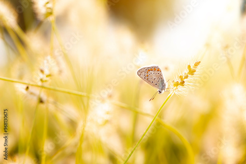 Photo of a cute butterfly in a wonderful habitat. Colorful nature background.